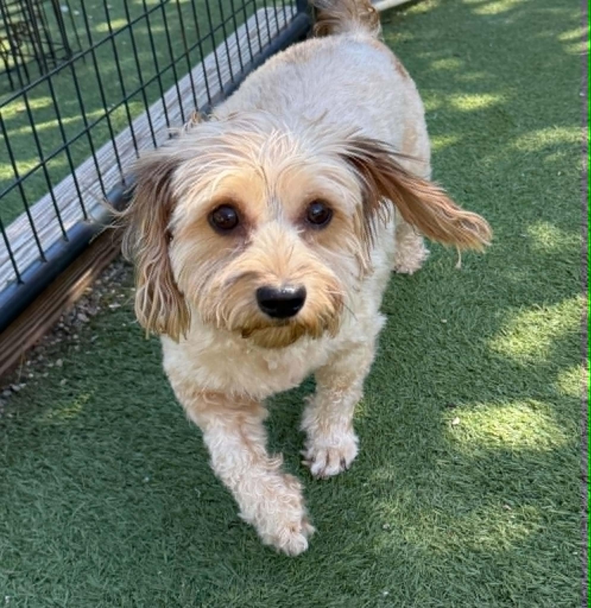 Dixie, a ADOPTABLE Yorkie Poo in Groton, CT image 1/2