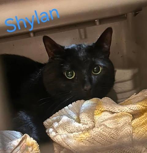 Shylan, Adoptable, Adult Male Domestic Short Hair.