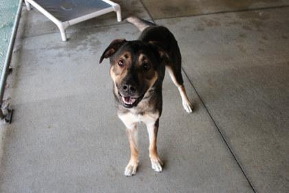 Obi, Adoptable, Adult Male Labrador Retriever & Shepherd.