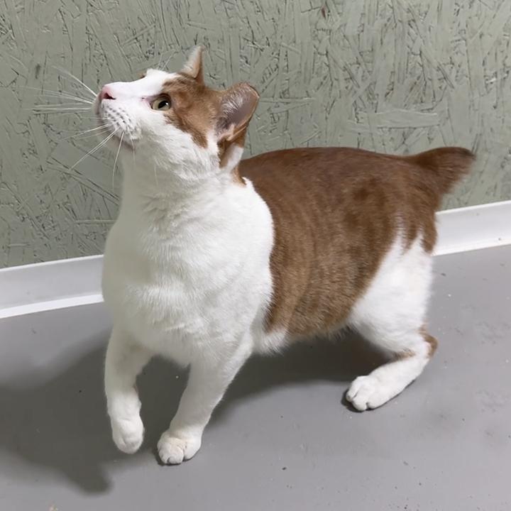 Bobbie — thumbnail 2