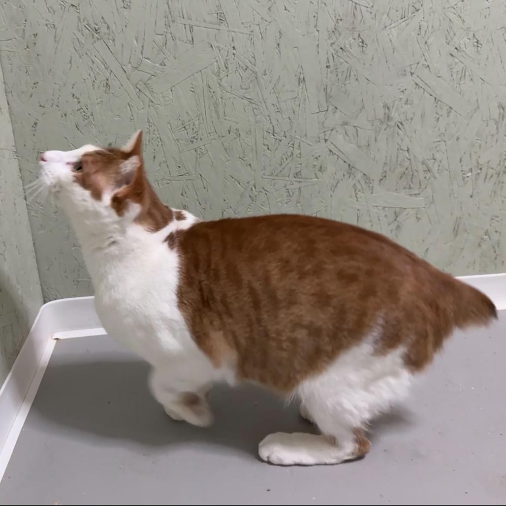 Bobbie — thumbnail 3