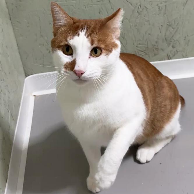 Bobbie — thumbnail 4