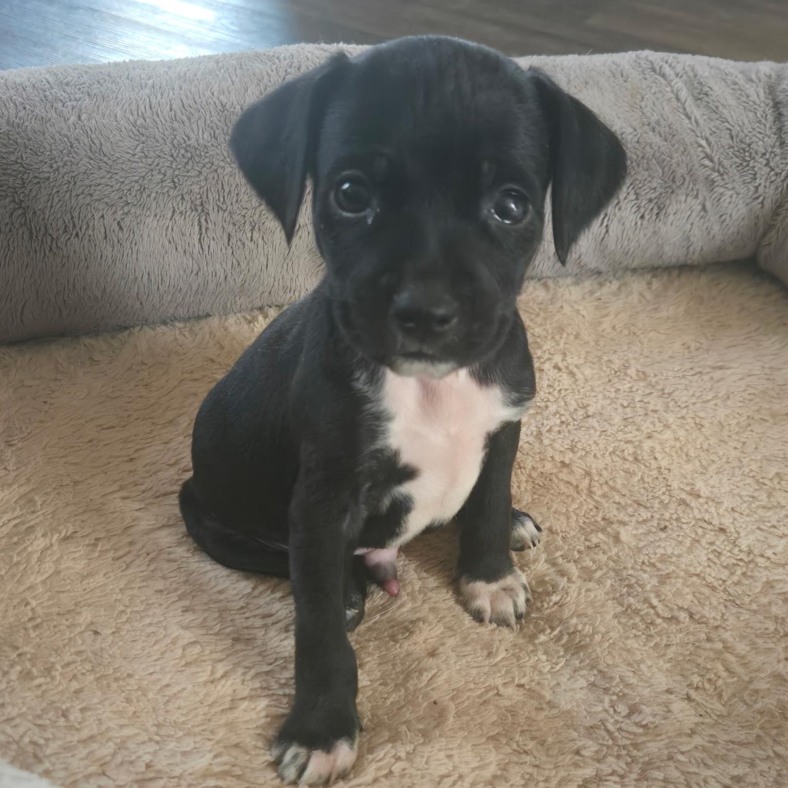 Hendrix , ADOPTABLE, Puppy Male Dachshund.