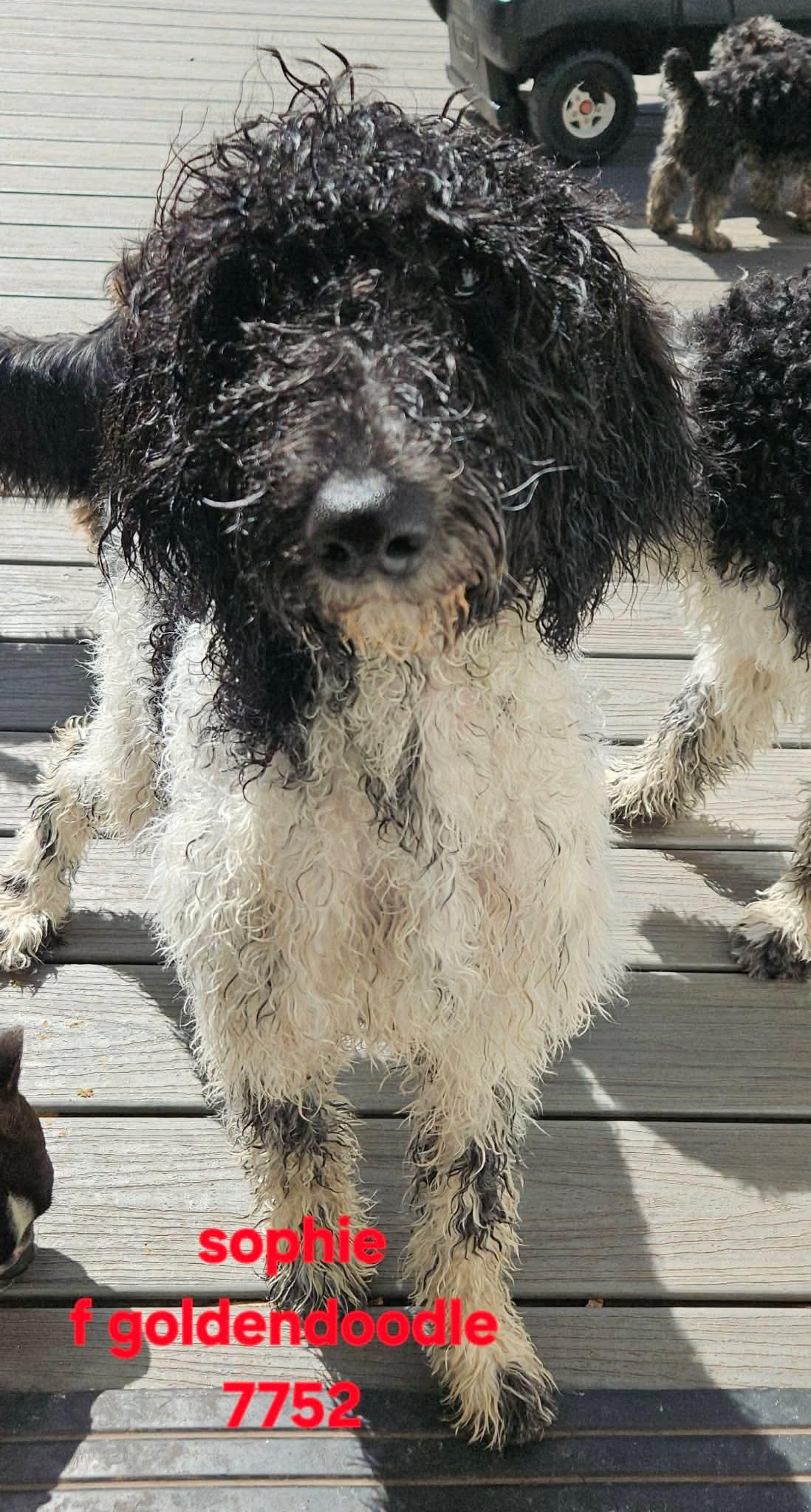 #275 Sophie, Adoptable, Puppy Female Goldendoodle.