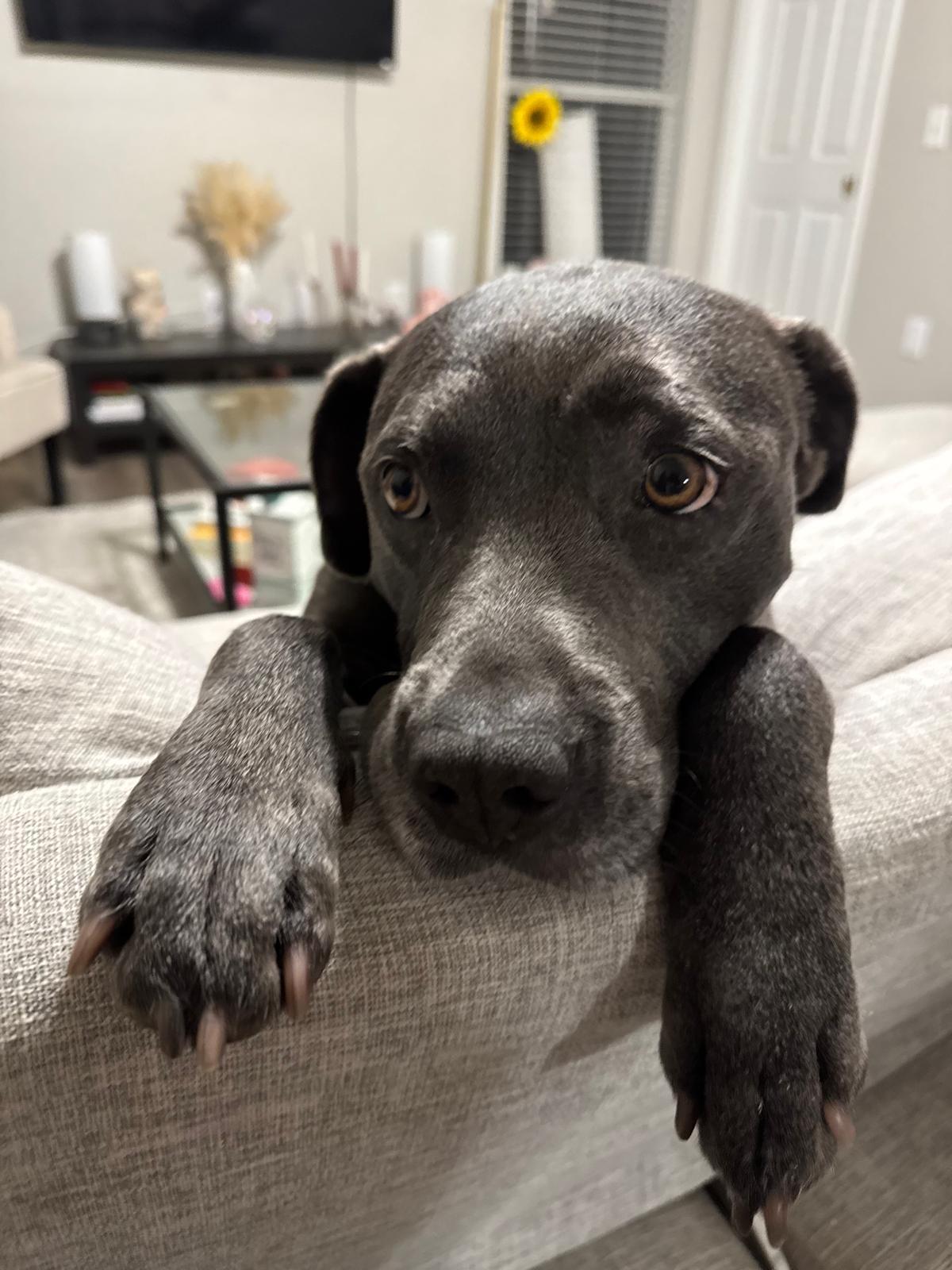 Pecan Pie, Adoptable, Young Male Pit Bull Terrier.