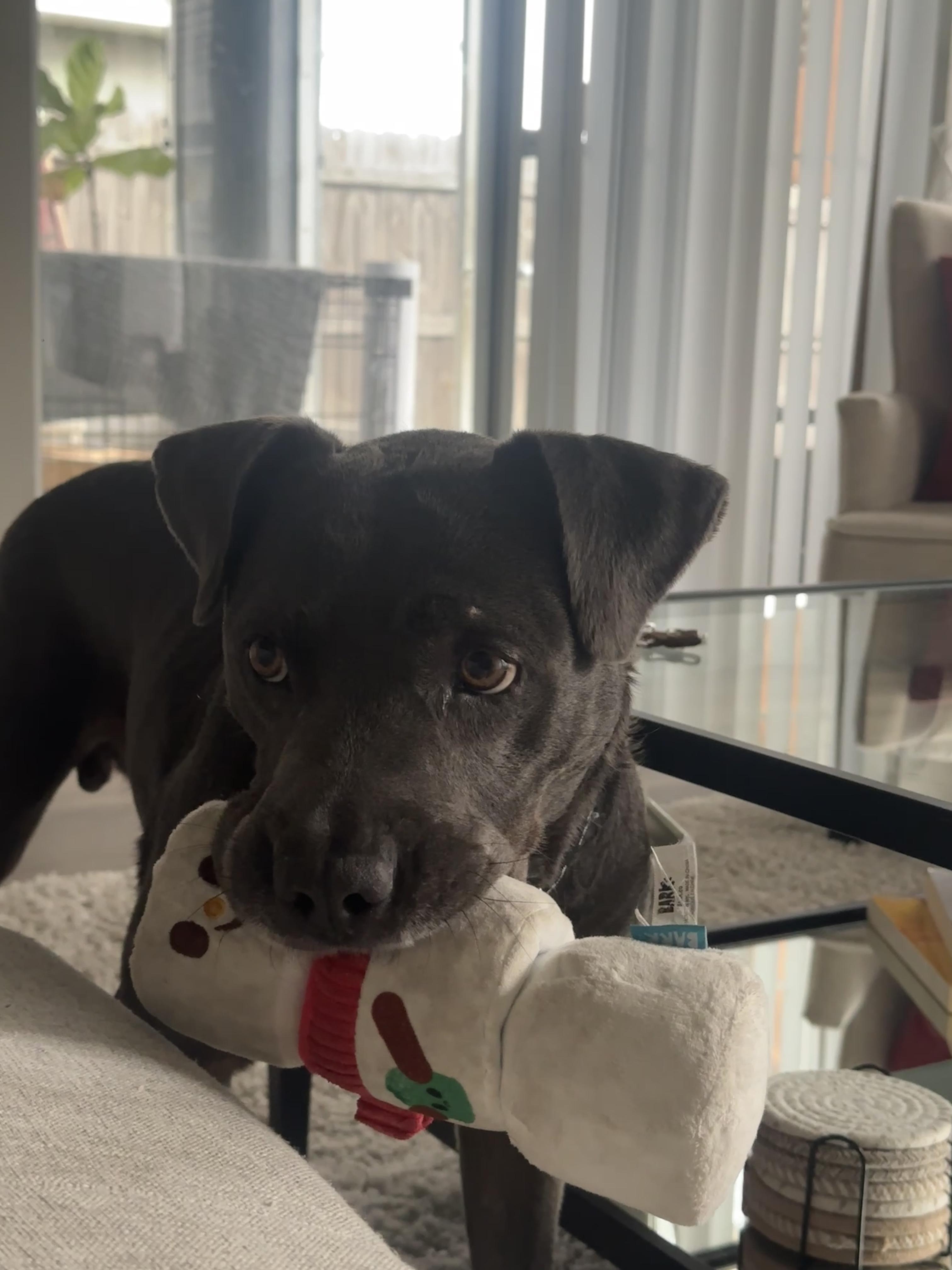 Pecan Pie, a Adoptable mixed breed in Lakeland, FL image 2/4