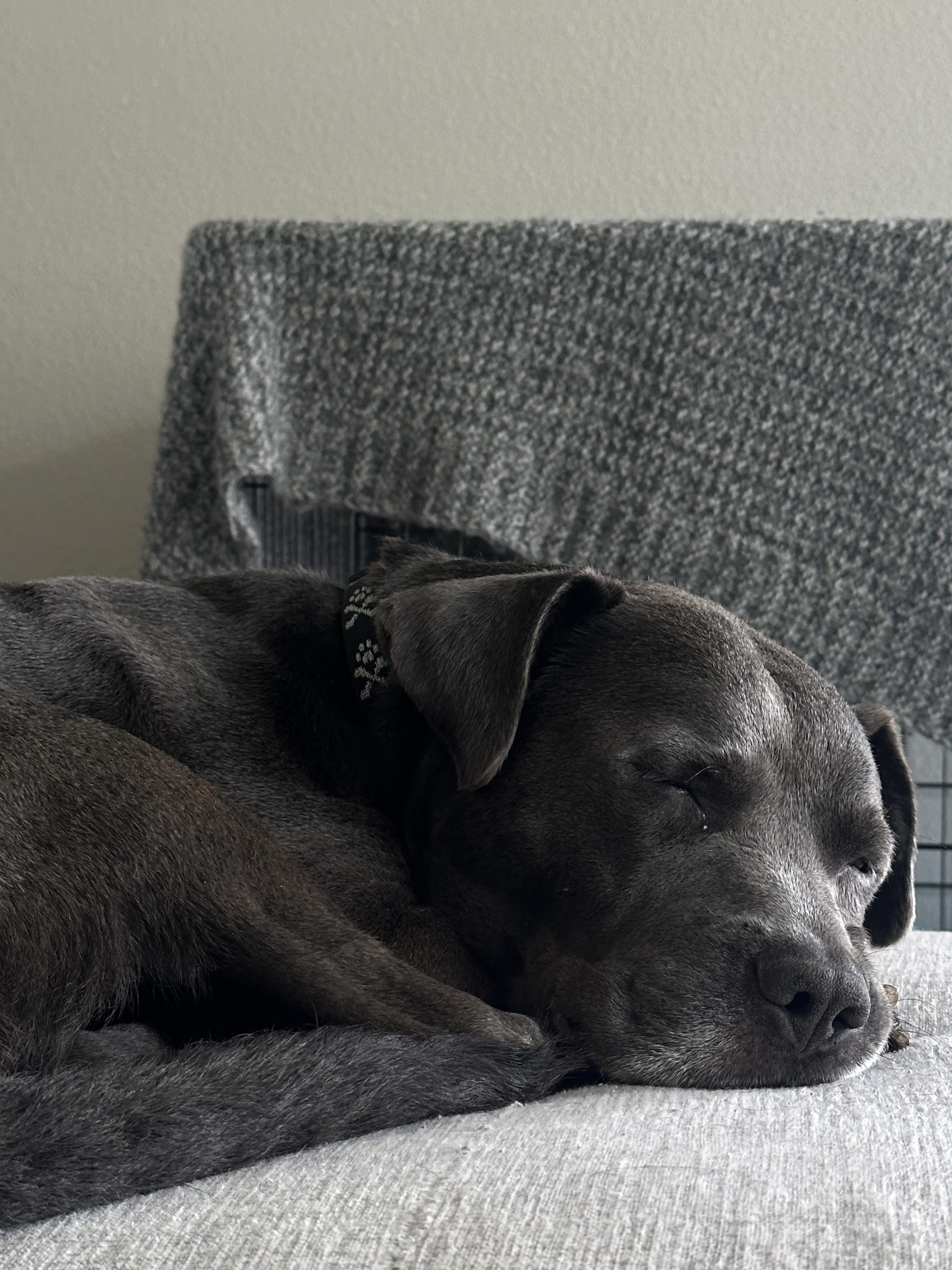 Pecan Pie, a Adoptable mixed breed in Lakeland, FL image 3/4