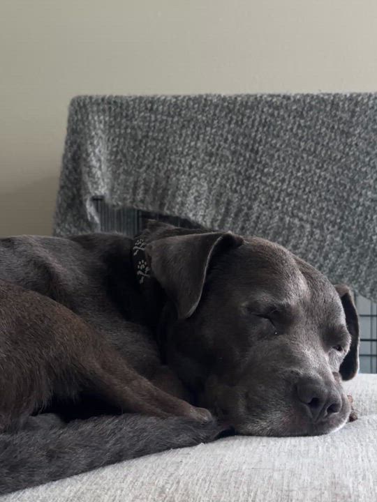 Enlarge Pecan Pie, a Adoptable mixed breed in Lakeland, FL video 4/4