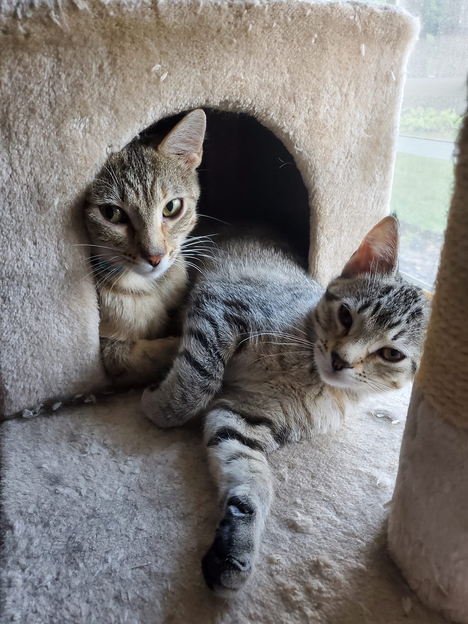 Jade, a Adopted Domestic Short Hair in Edgar, WI image 1/2