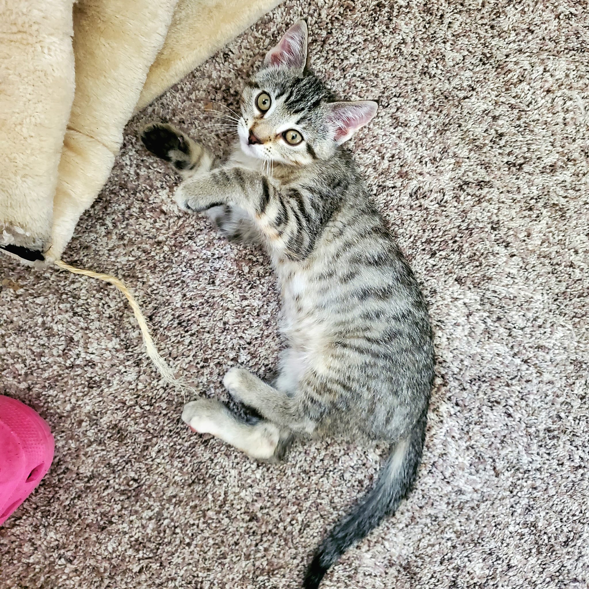 Jade, a Adopted Domestic Short Hair in Edgar, WI image 2/2