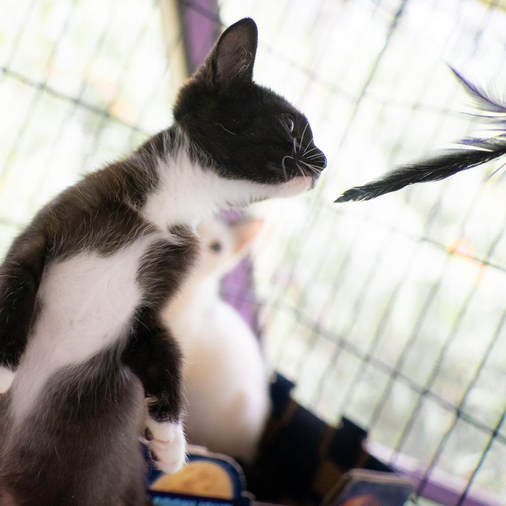 Yin, Adoptable, Kitten Female Domestic Short Hair.