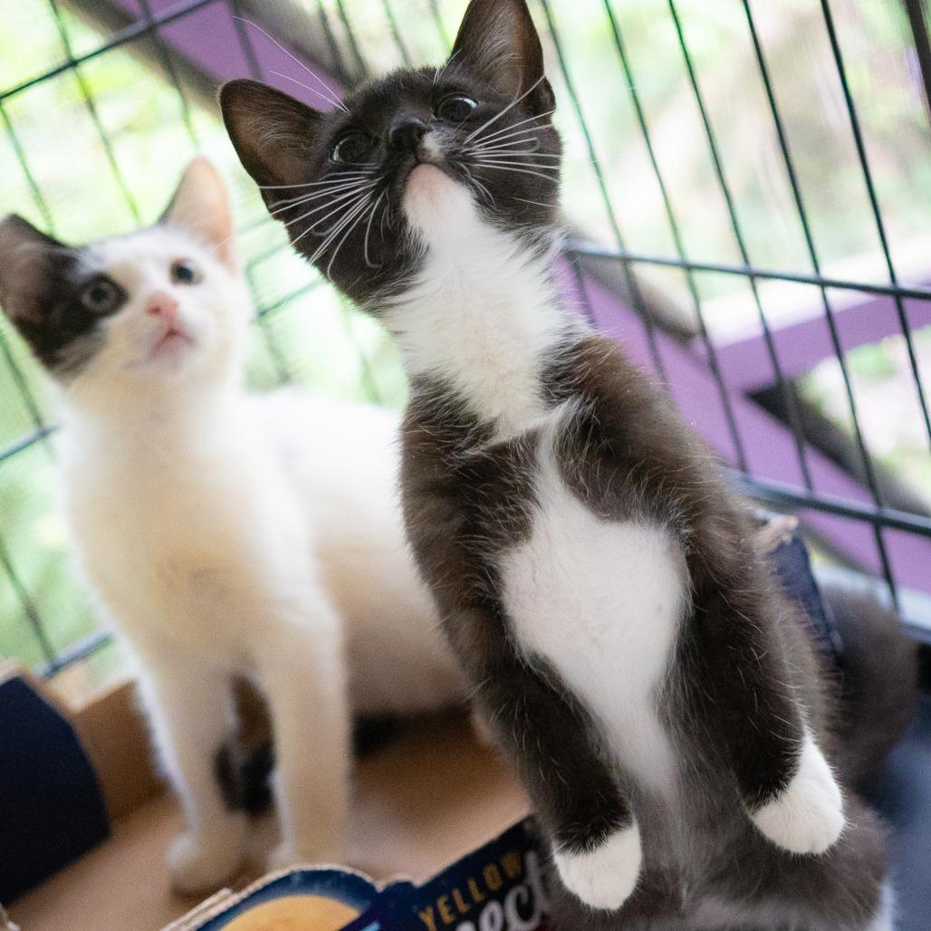 Yin, a Adoptable Domestic Short Hair in Pahoa, HI image 2/6