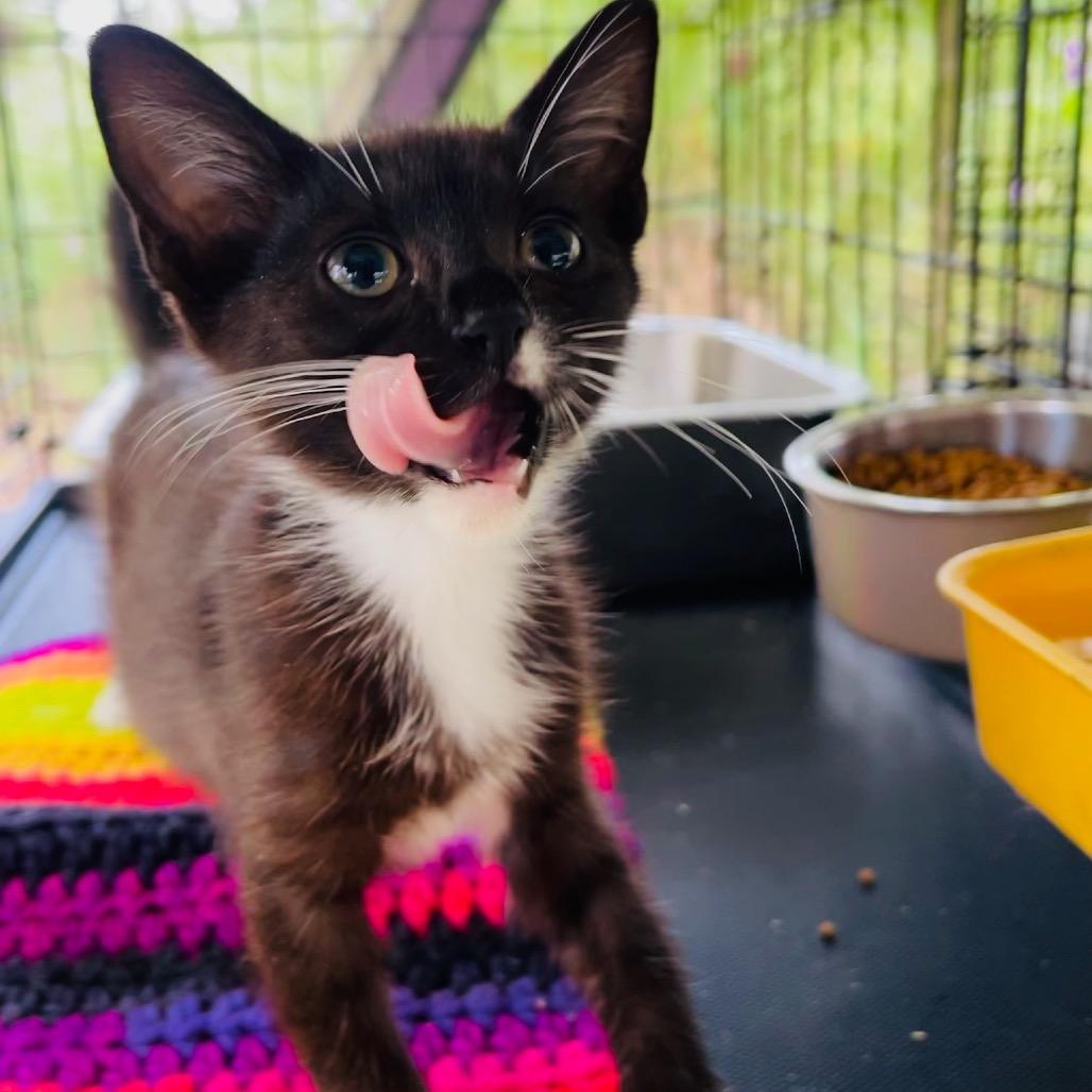 Yin, a Adoptable Domestic Short Hair in Pahoa, HI image 3/6