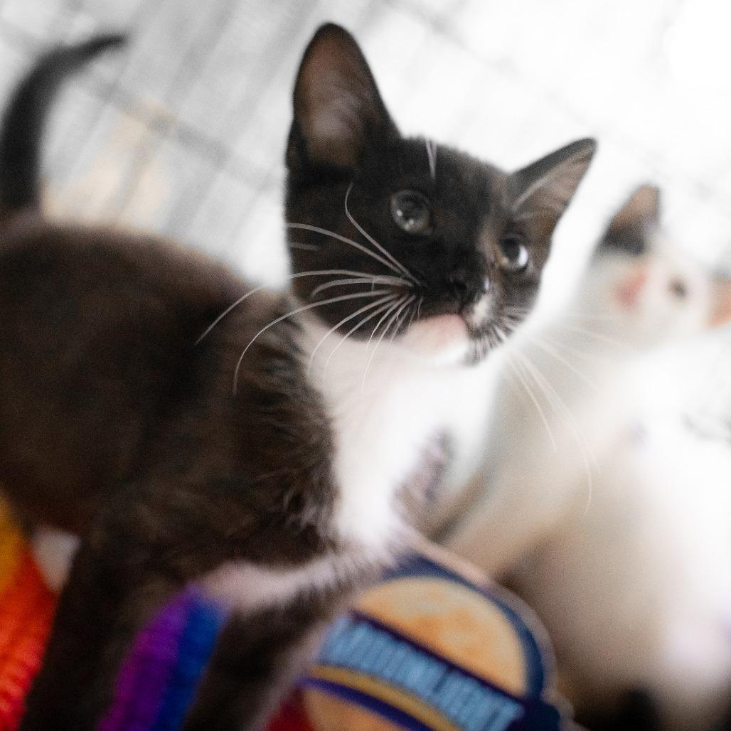Yin, a Adoptable Domestic Short Hair in Pahoa, HI image 4/6