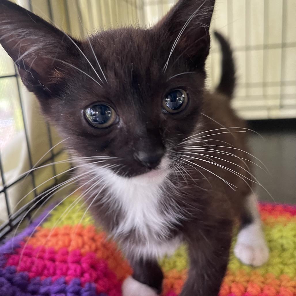 Yin, a Adoptable Domestic Short Hair in Pahoa, HI image 5/6