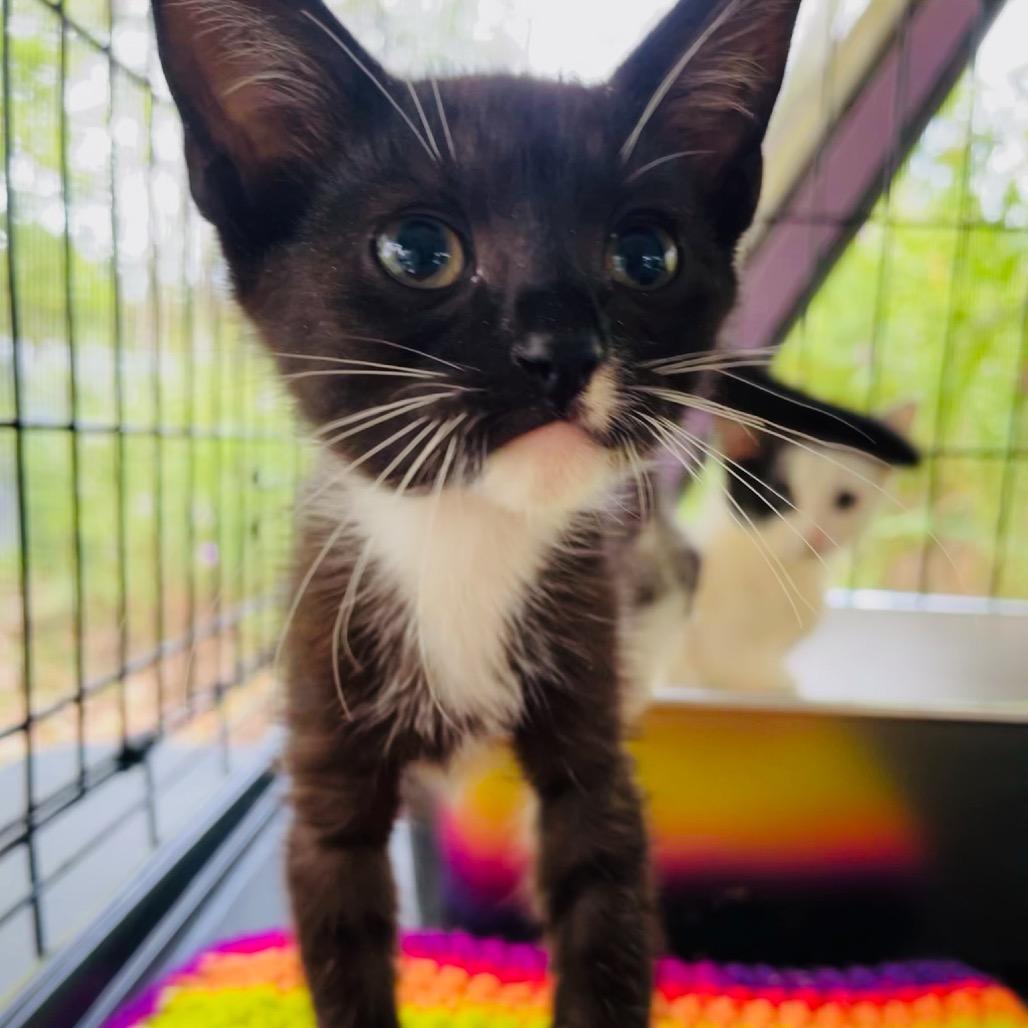 Yin, a Adoptable Domestic Short Hair in Pahoa, HI image 6/6