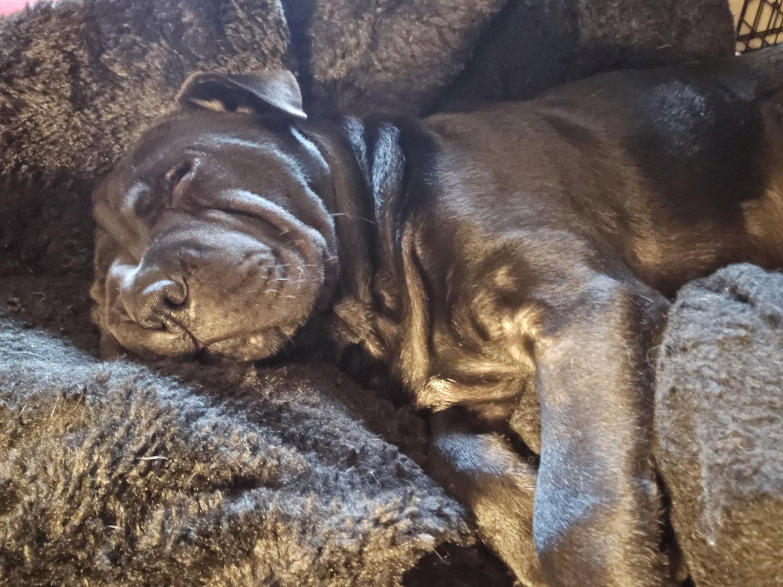 Jasmine, Adoptable, Young Female Shar-Pei.