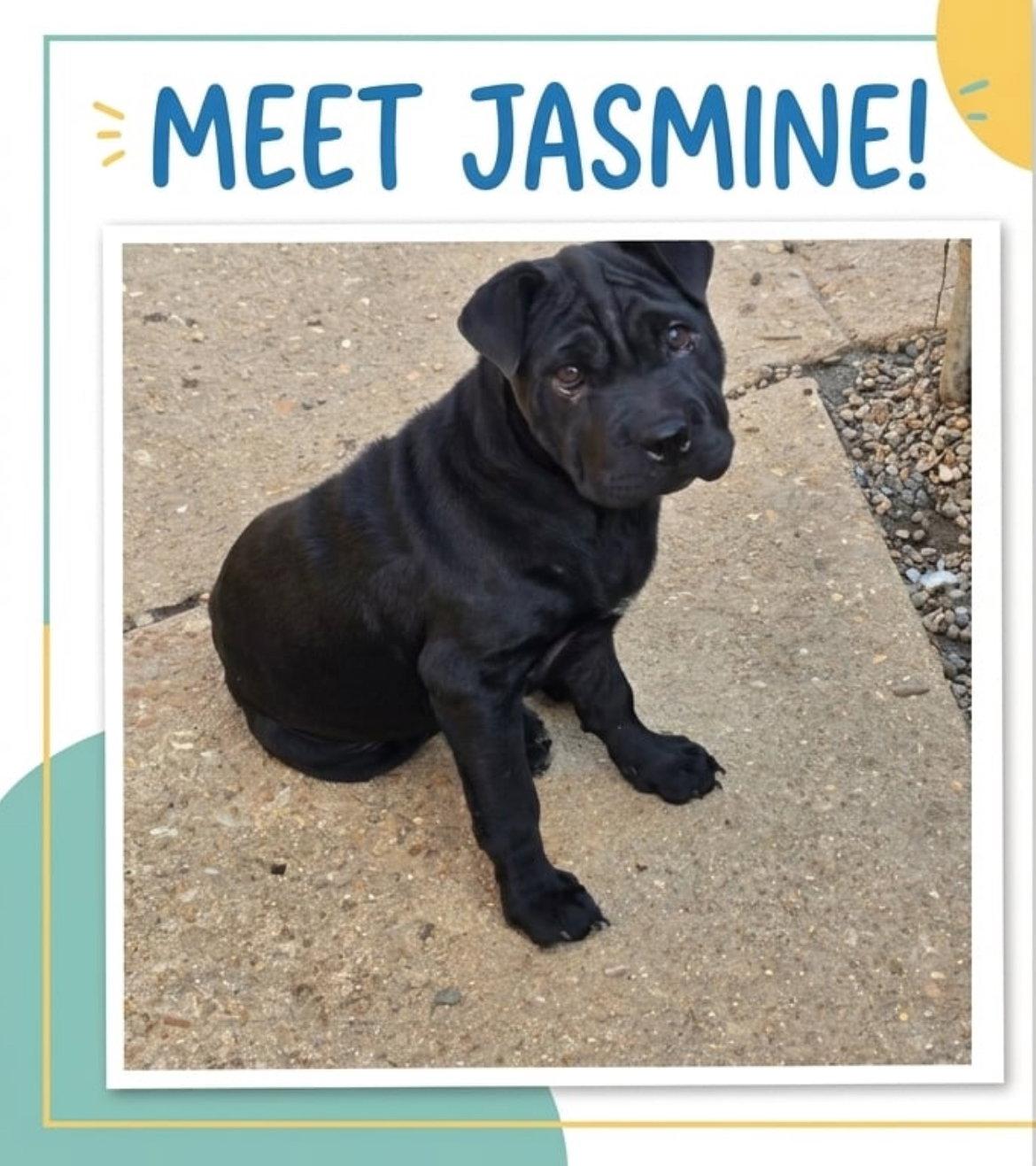 Jasmine, a Adoptable Shar-Pei in Poplar Bluff, MO image 2/3