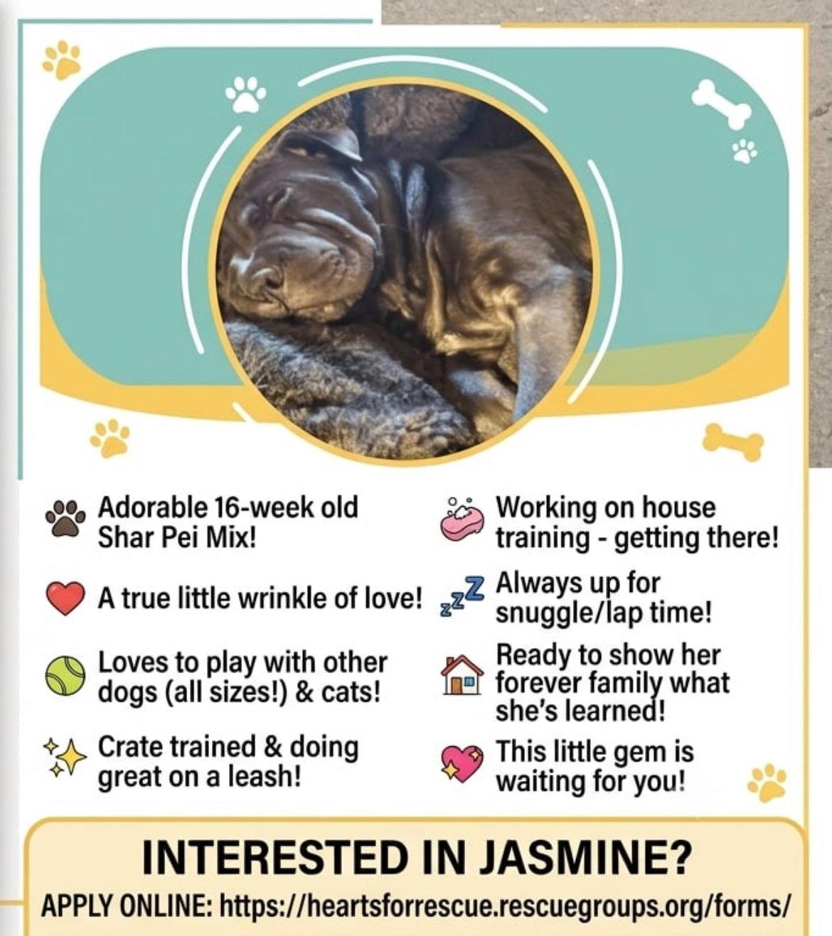 Jasmine, a Adoptable Shar-Pei in Poplar Bluff, MO image 3/3