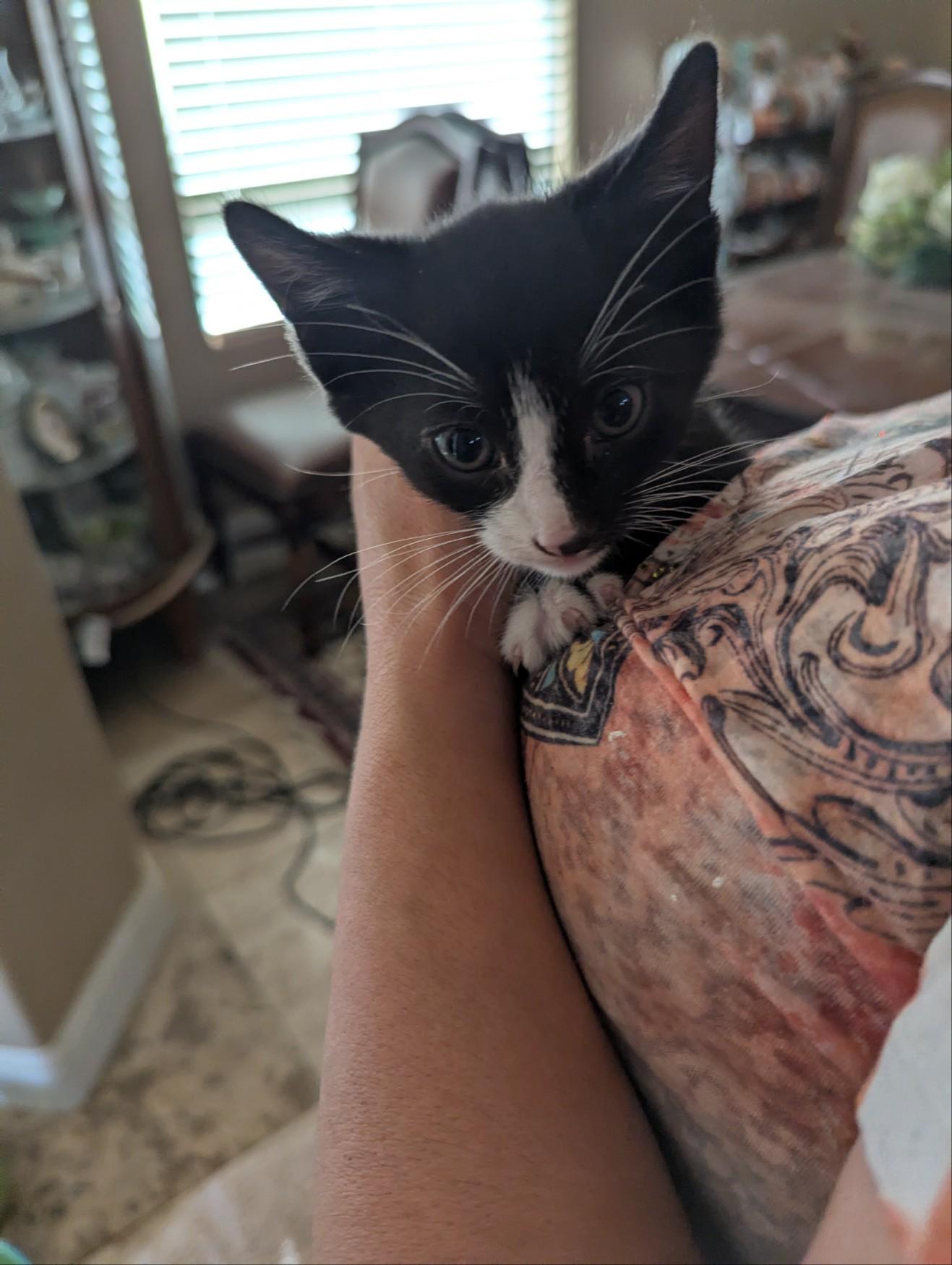 Panda, Adoptable, Kitten Male American Shorthair.