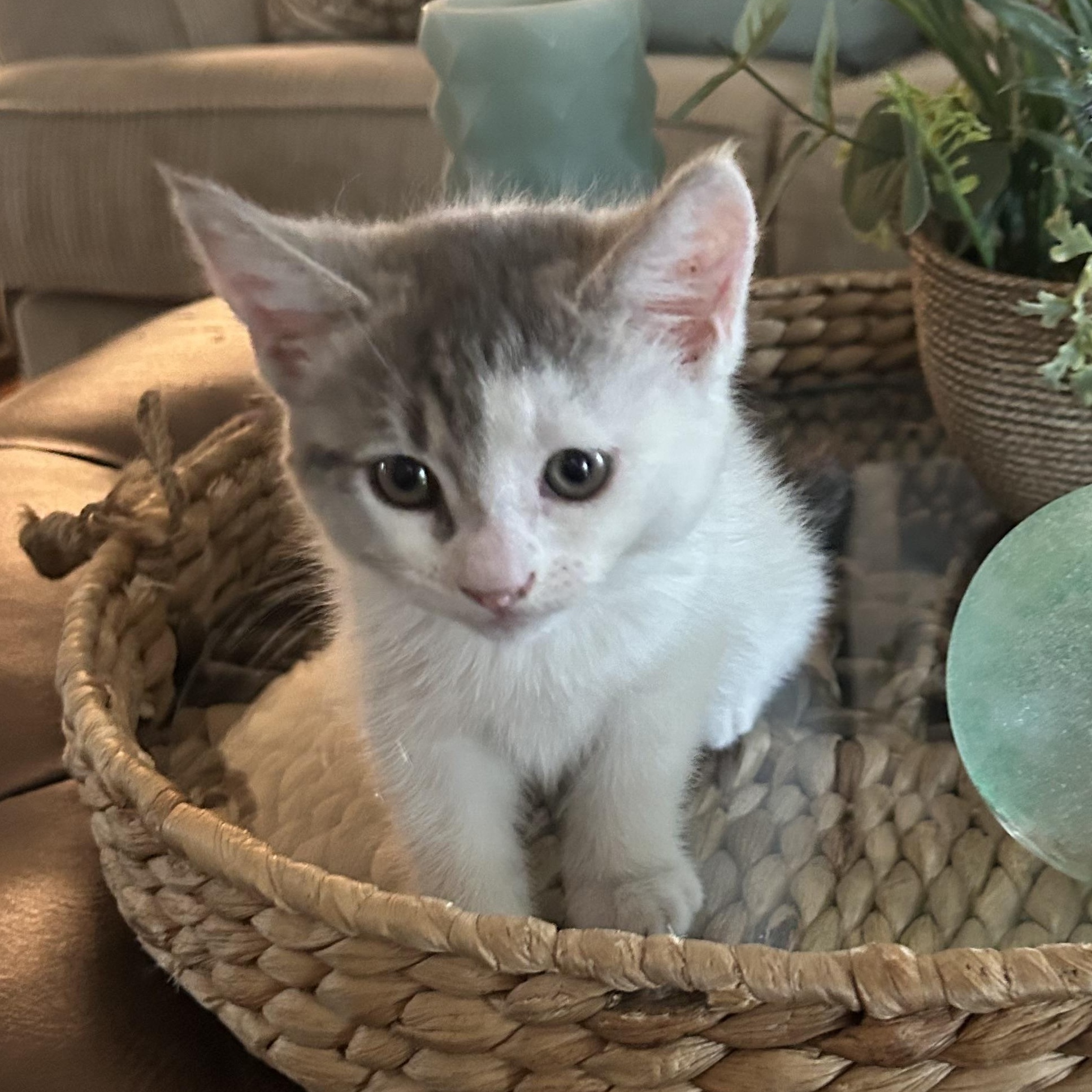 Marshmallow (S'mores), Baby Female Domestic Short Hair