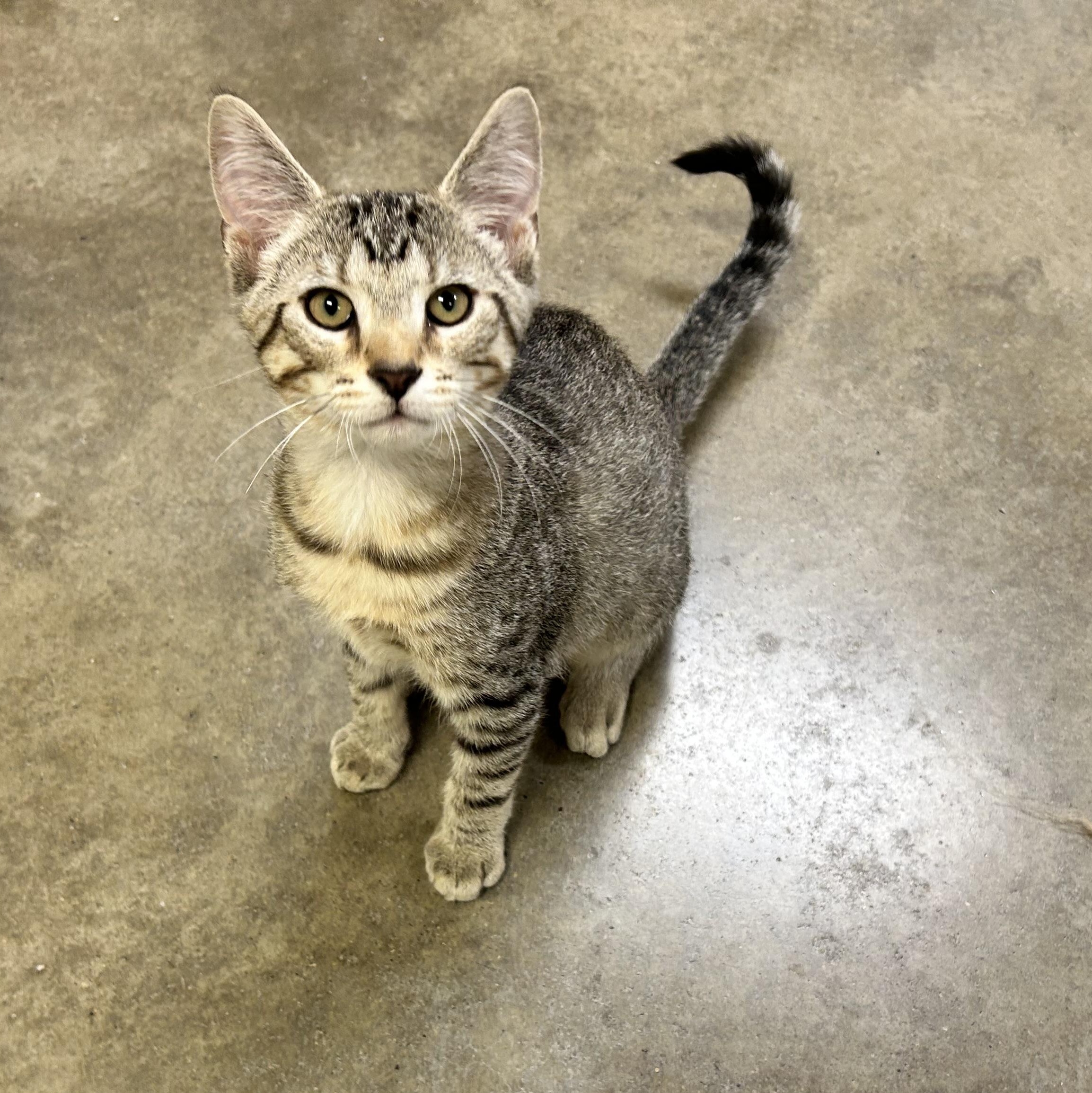 Enlarge FLYNN, a Adoptable mixed breed in Wilmington, OH image 3/6