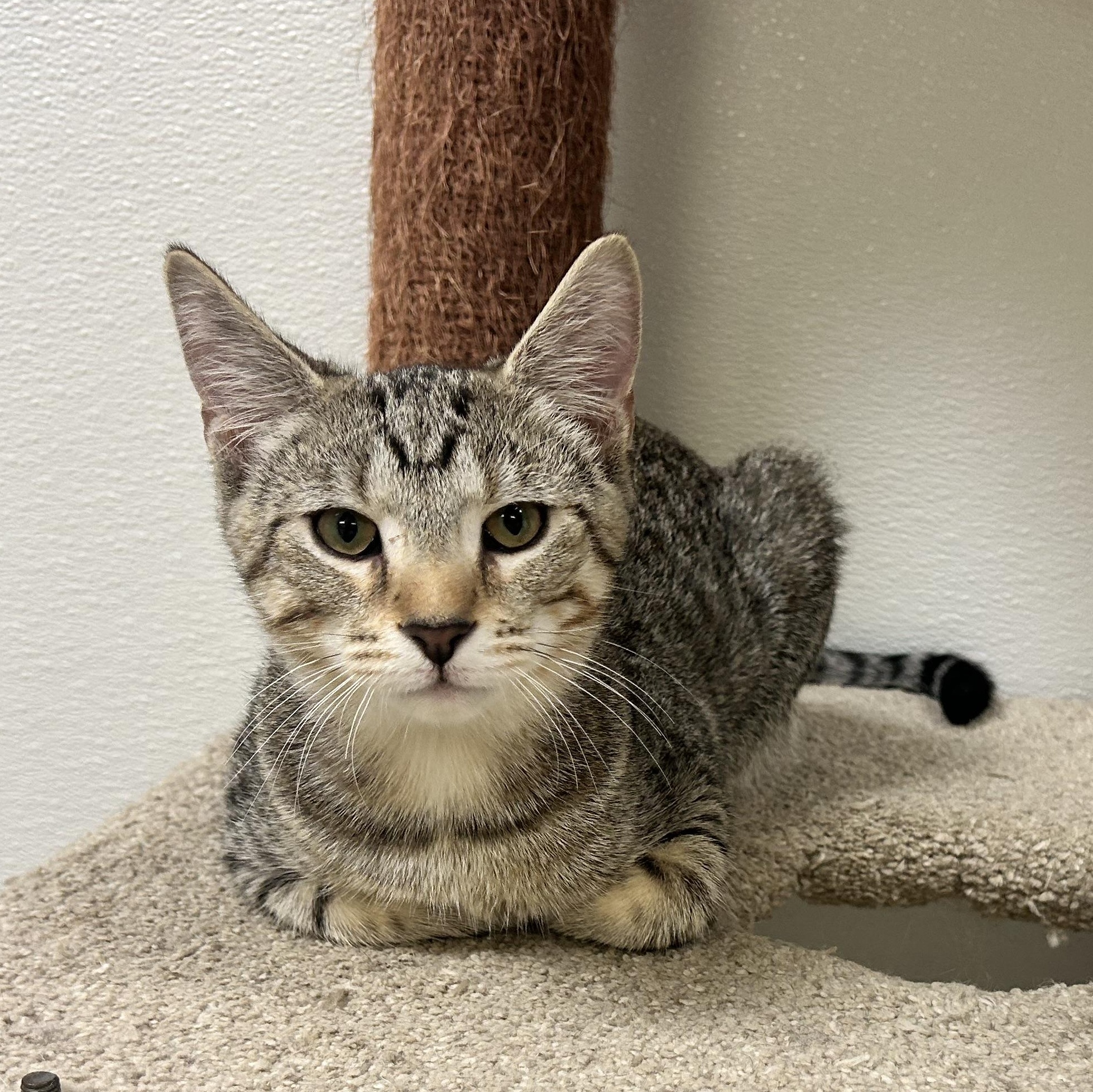 Enlarge FLYNN, a Adoptable mixed breed in Wilmington, OH image 2/6