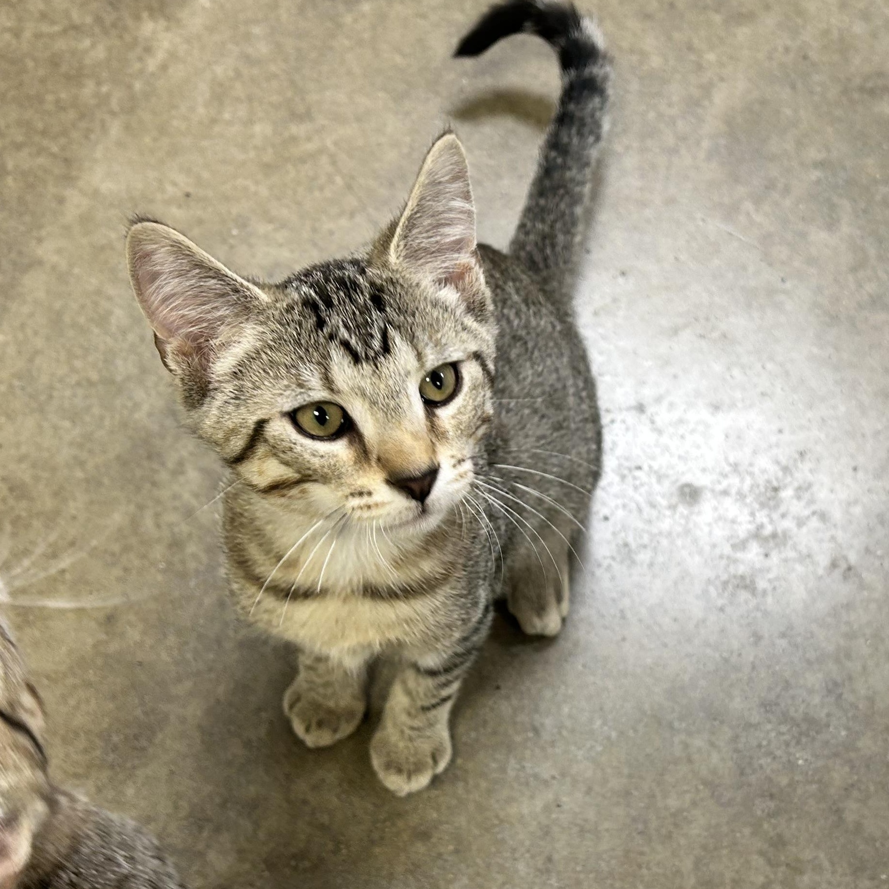 Enlarge FLYNN, a Adoptable mixed breed in Wilmington, OH image 4/6