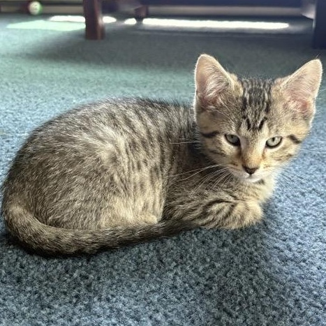 Enlarge FLYNN, a Adoptable mixed breed in Wilmington, OH image 2/3