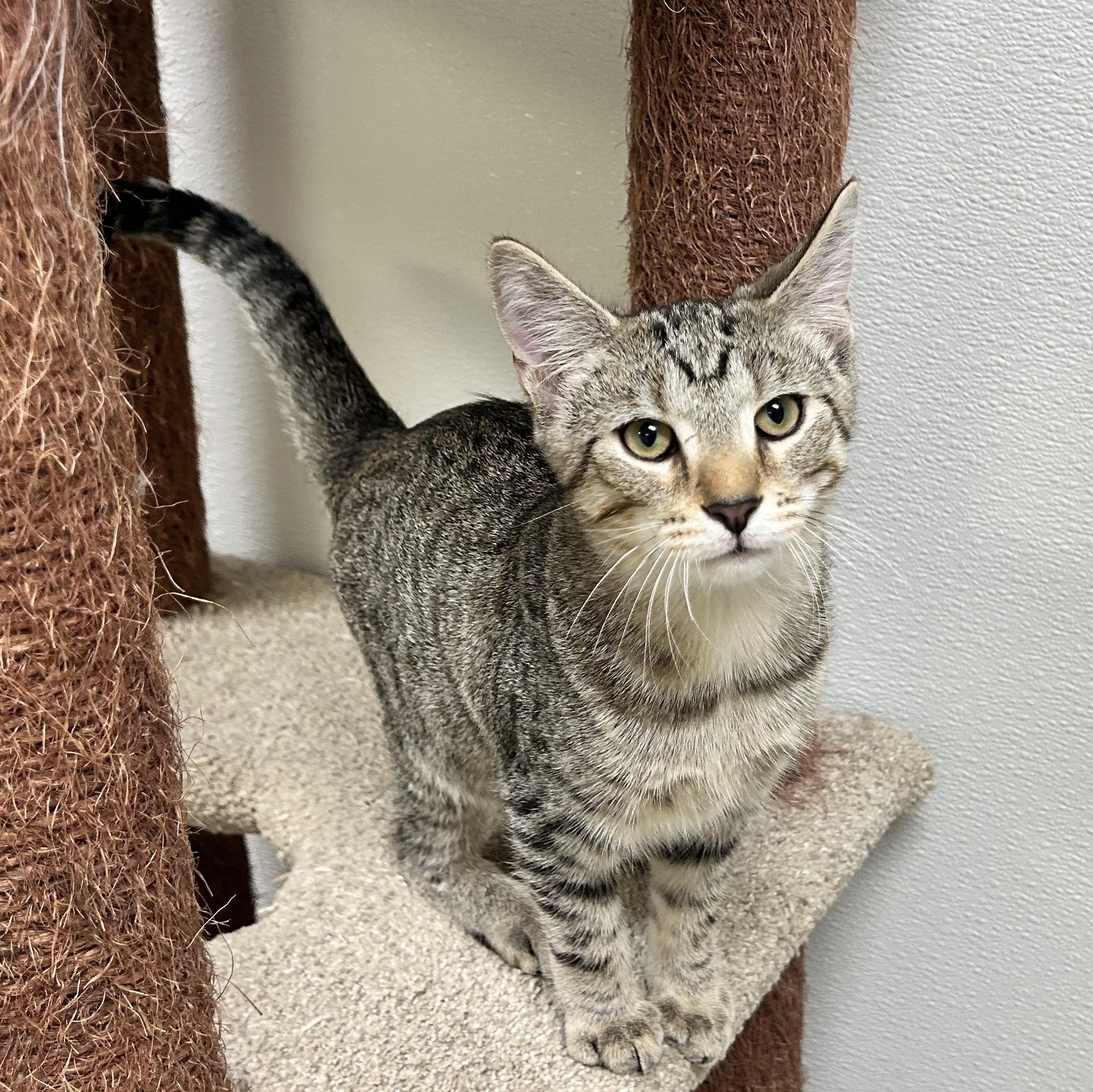 FLYNN, Adoptable, Kitten Male Domestic Short Hair & Domestic Medium Hair.