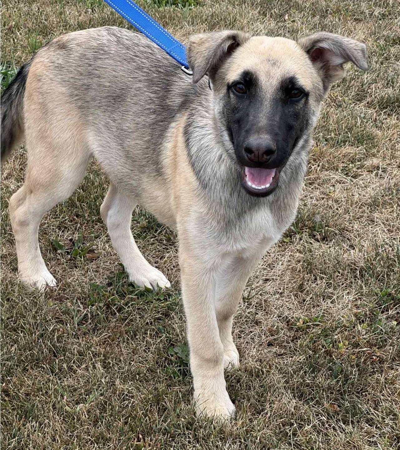 Yodel, an adoptable German Shepherd Dog in Lacona, NY, 13083 | Photo Image 3