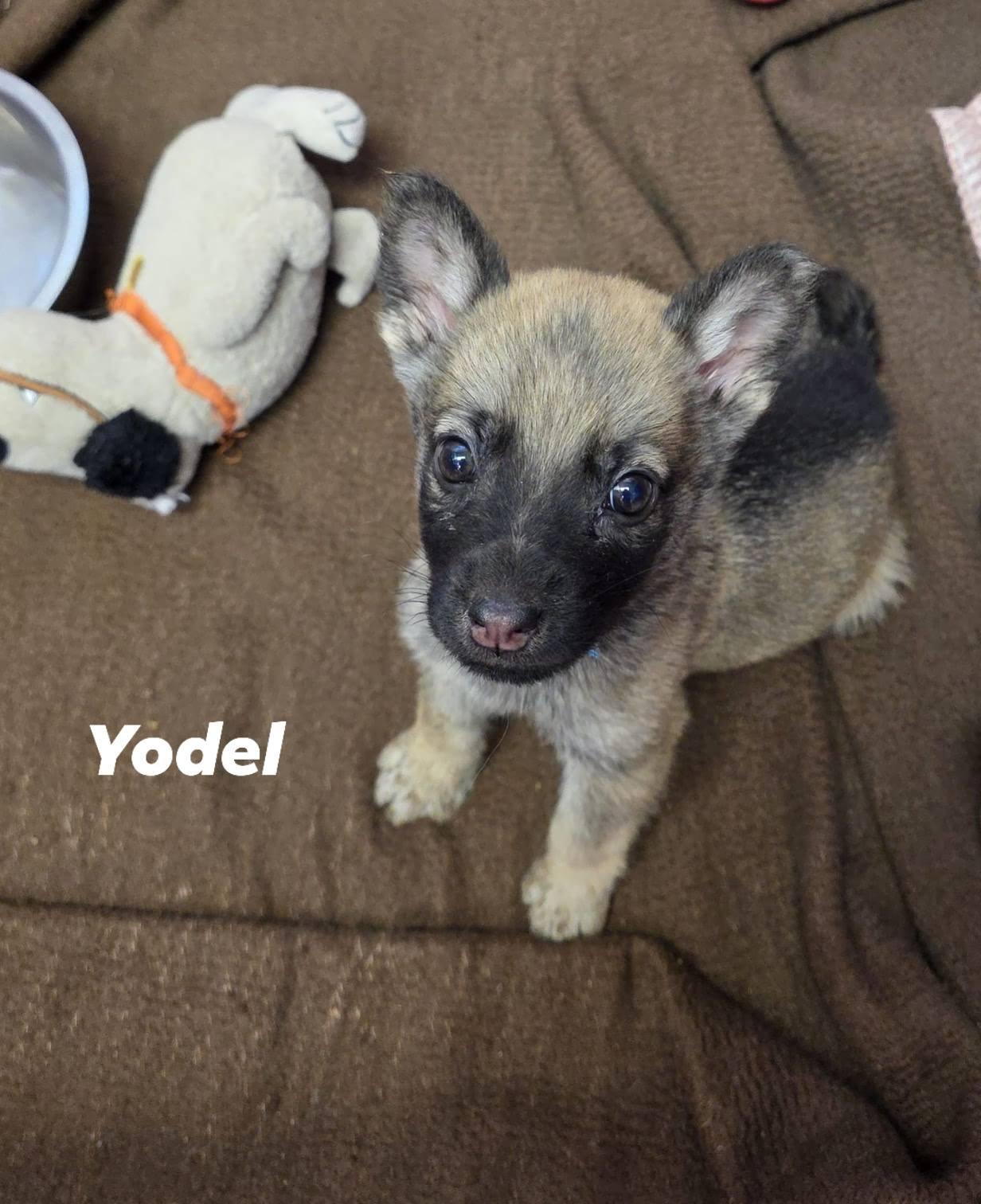 Yodel photo 3