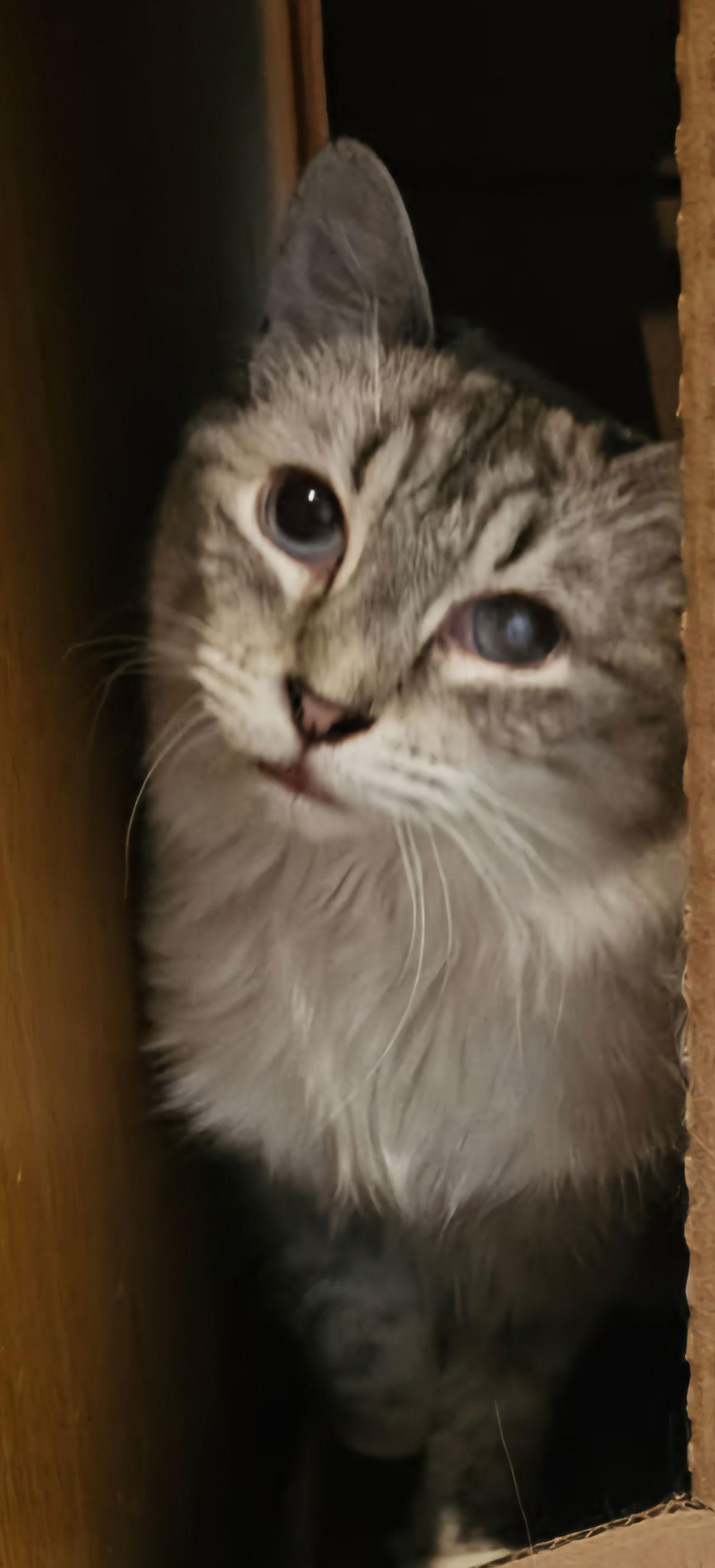 Stormie, Adoptable, Adult Female Siamese.