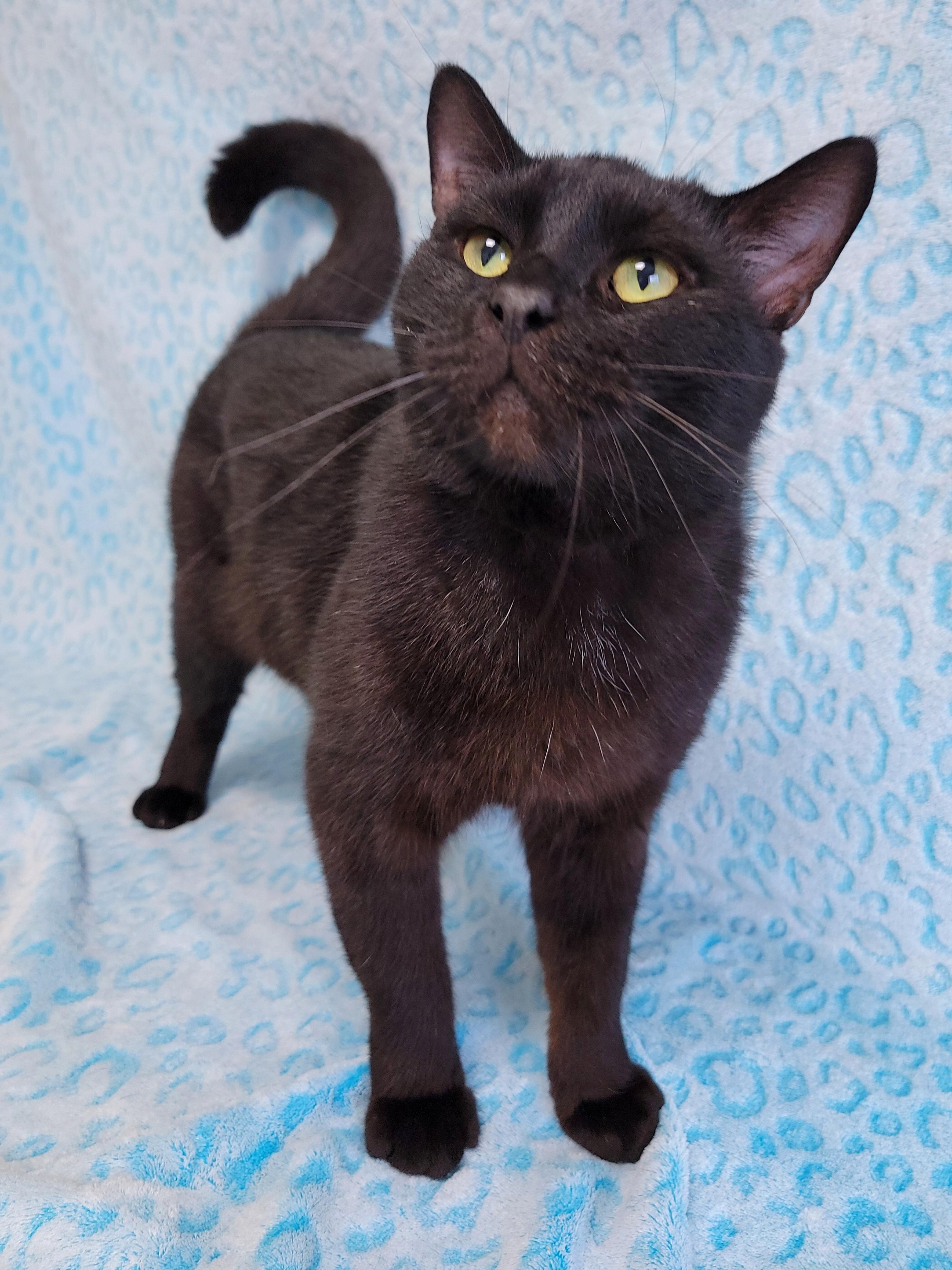 Enlarge Fang, a Adoptable Domestic Short Hair in Hornell, NY image 1/1