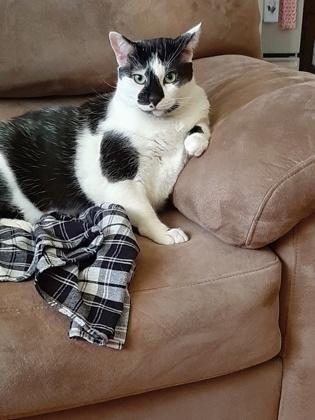 Big Bertha - Available in Foster, Adoptable, Adult Female Domestic Short Hair & Domestic Short Hair.