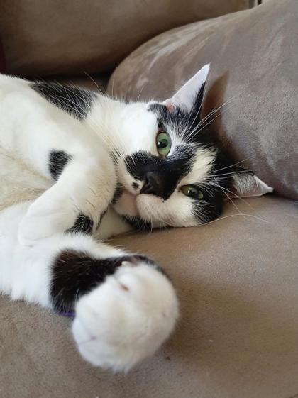 Enlarge Big Bertha - Available in Foster, a Adoptable mixed breed in Madison, NJ image 3/3