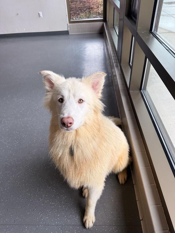 Scar, a ADOPTABLE mixed breed in Truckee, CA image 2/3