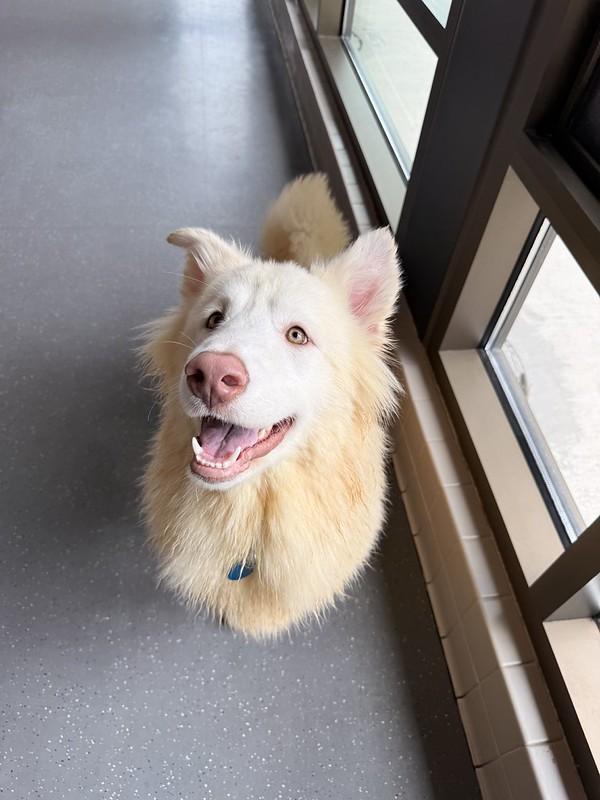 Scar, a ADOPTABLE mixed breed in Truckee, CA image 1/3