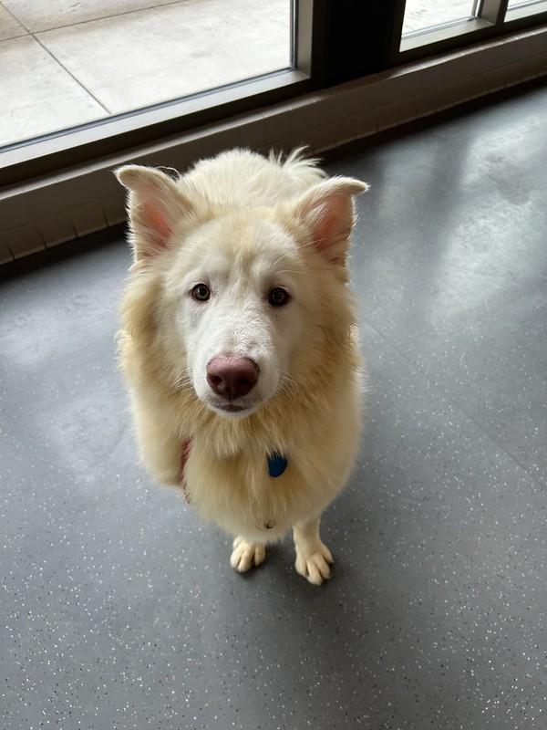 Scar, a ADOPTABLE mixed breed in Truckee, CA image 3/3