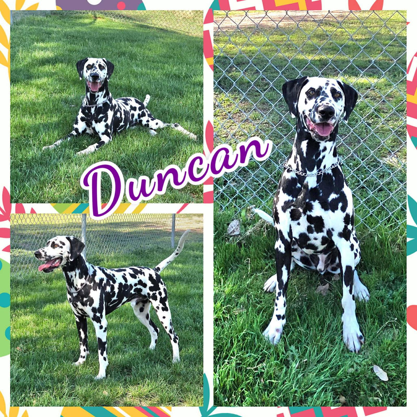 Duncan, Adoptable, Young Male Dalmatian.