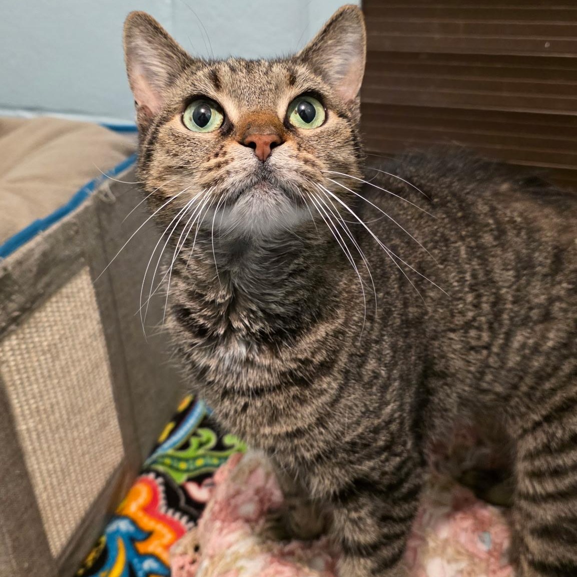 Honeymaren, ADOPTABLE, Adult Female Domestic Short Hair.