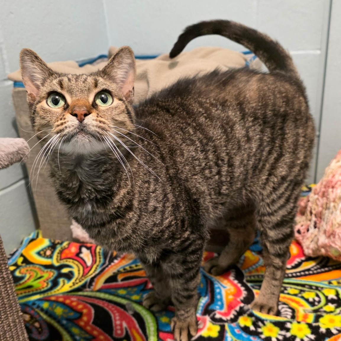 Honeymaren — thumbnail 2