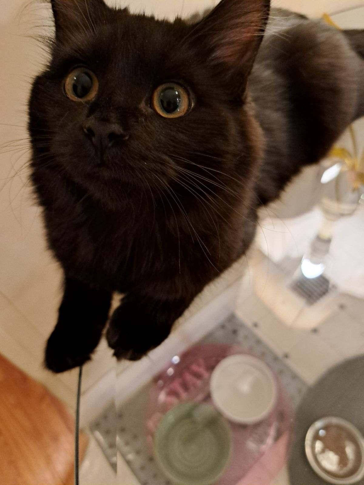 Mickey, Adoptable, Adult Female Domestic Long Hair.