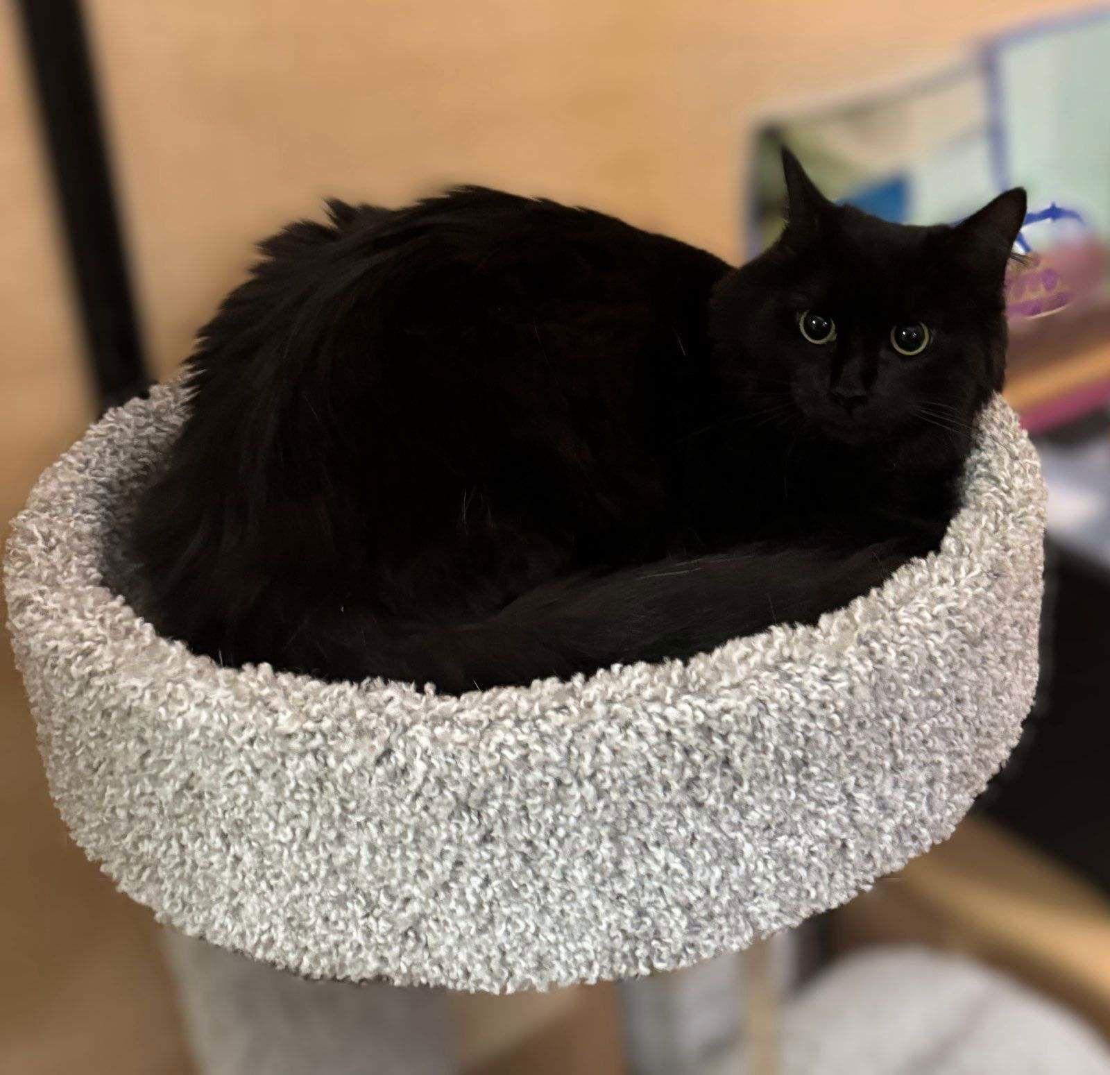 Mickey, a Adoptable Domestic Long Hair in Fort Myers, FL image 3/3