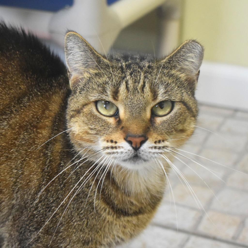 Big Bertha, Adoptable, Young Female Domestic Short Hair.