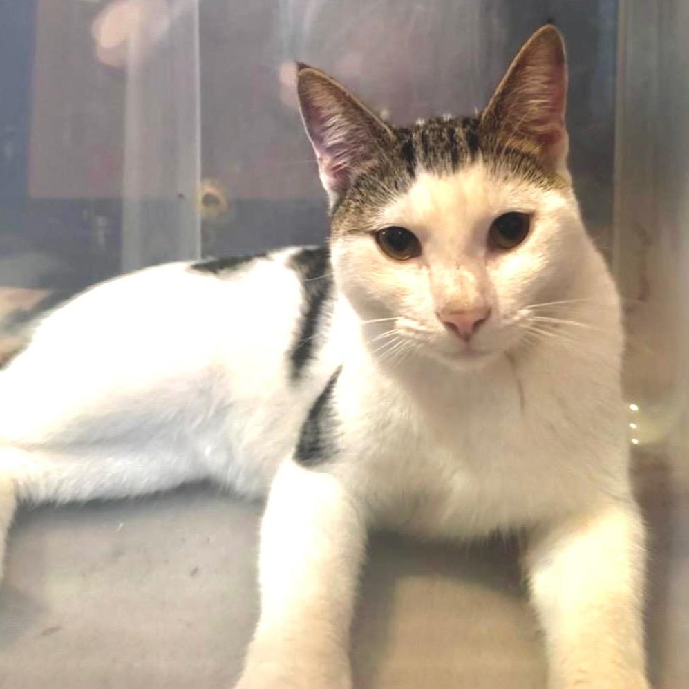Enlarge Rooster, a Adoptable Domestic Short Hair in Scranton, PA image 3/3