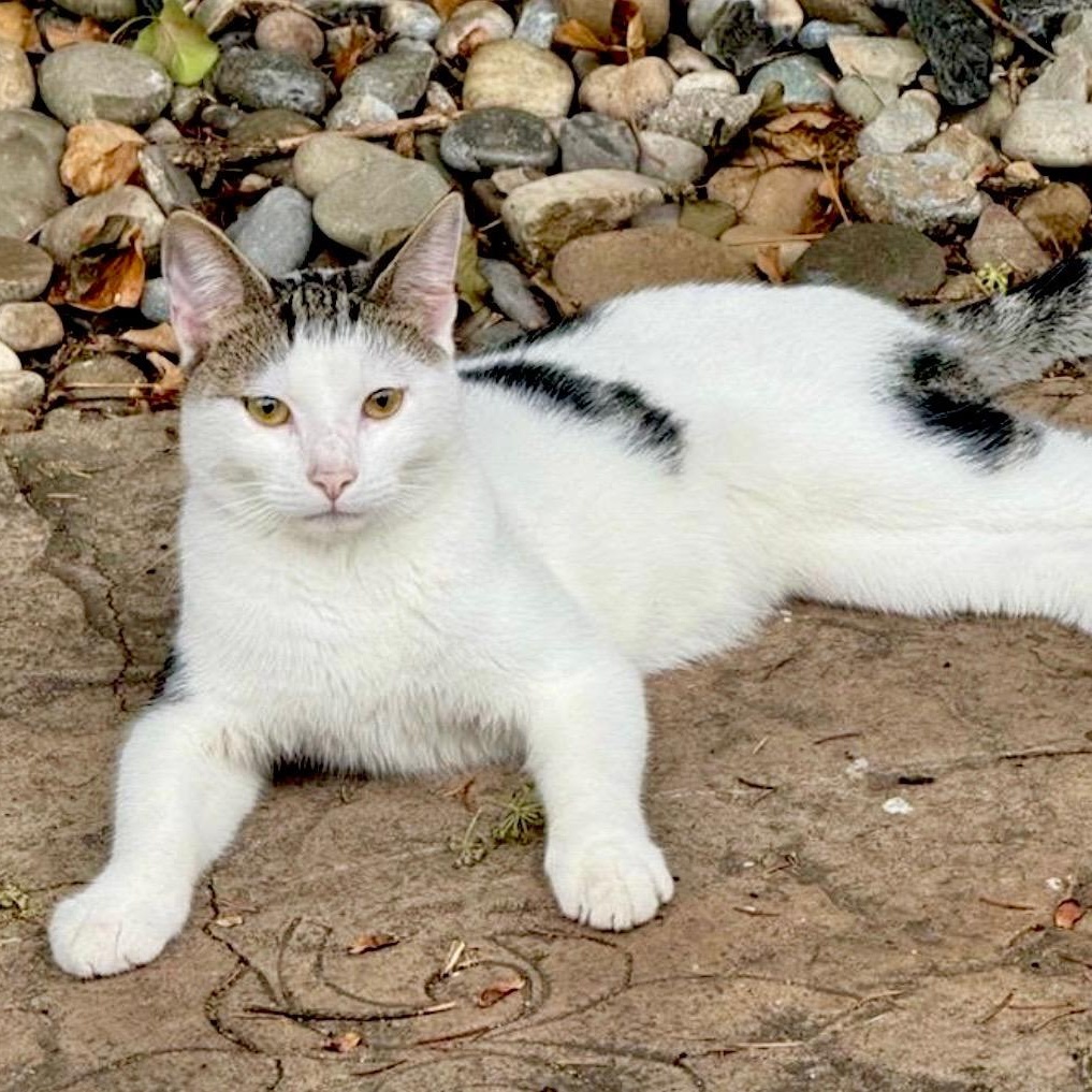 Enlarge Rooster, a Adoptable Domestic Short Hair in Scranton, PA image 1/3
