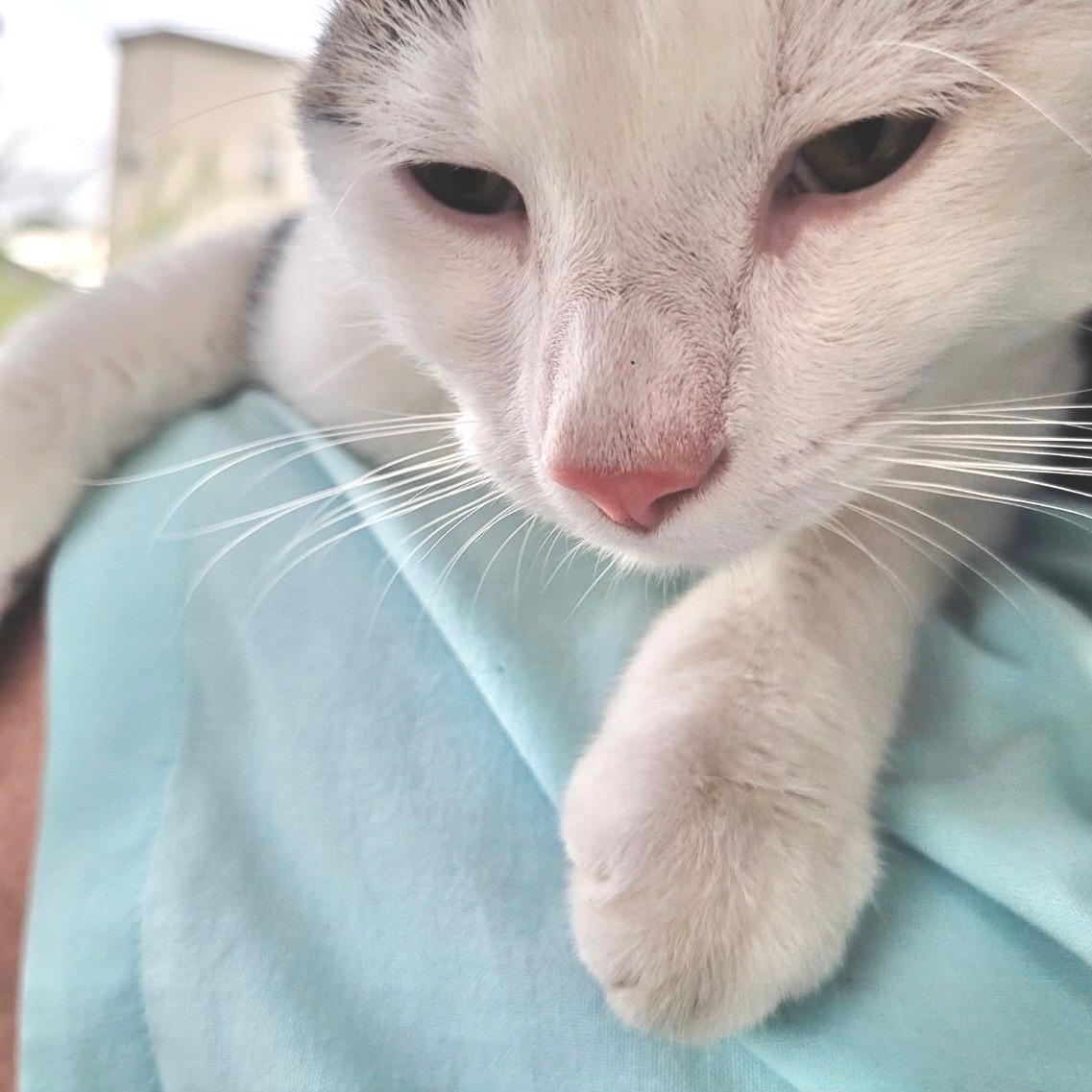 Enlarge Rooster, a Adoptable Domestic Short Hair in Scranton, PA image 2/3