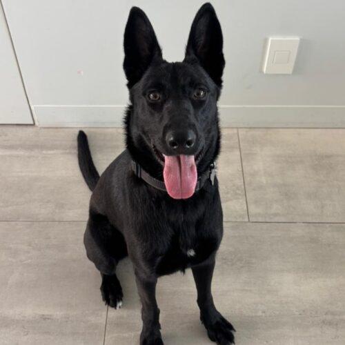 Enlarge MIDNIGHT *, a Adoptable mixed breed in San Juan Capistrano, CA image 1/5