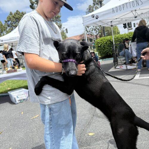 Enlarge MIDNIGHT *, a Adoptable mixed breed in San Juan Capistrano, CA image 2/5